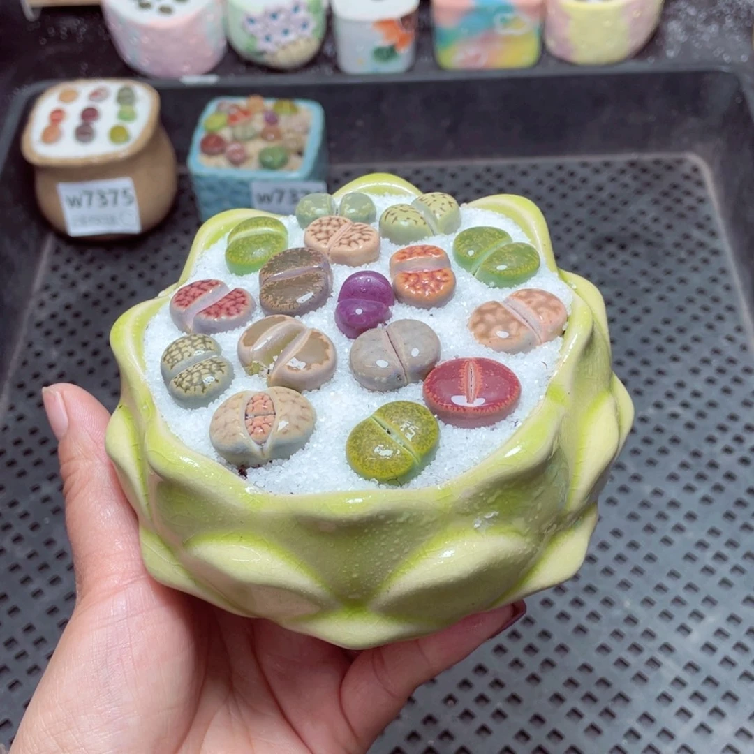 w7377 -零下地区拍保温箱-15支持寄养