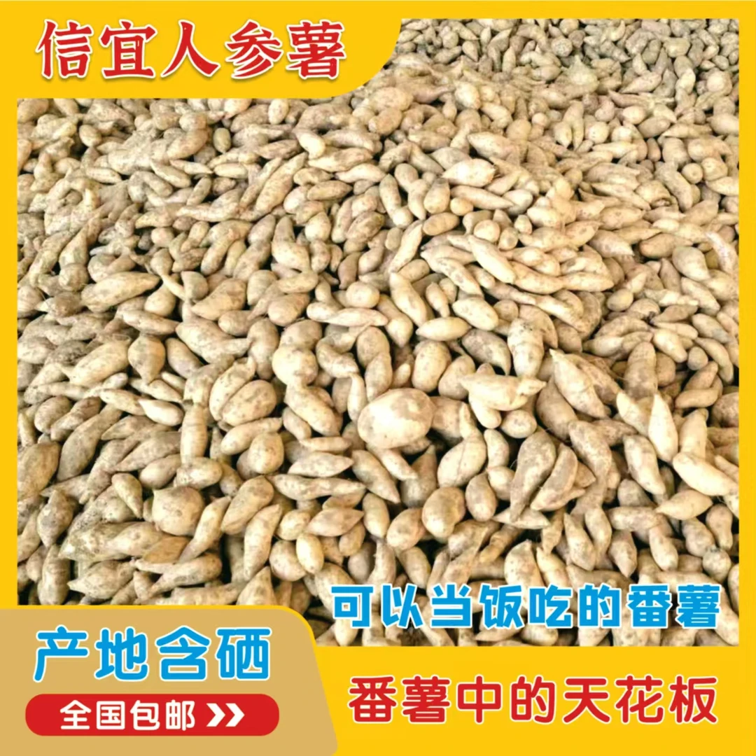 [信宜农产品]人参番薯皮薄香甜美味本地种植番薯5斤包邮