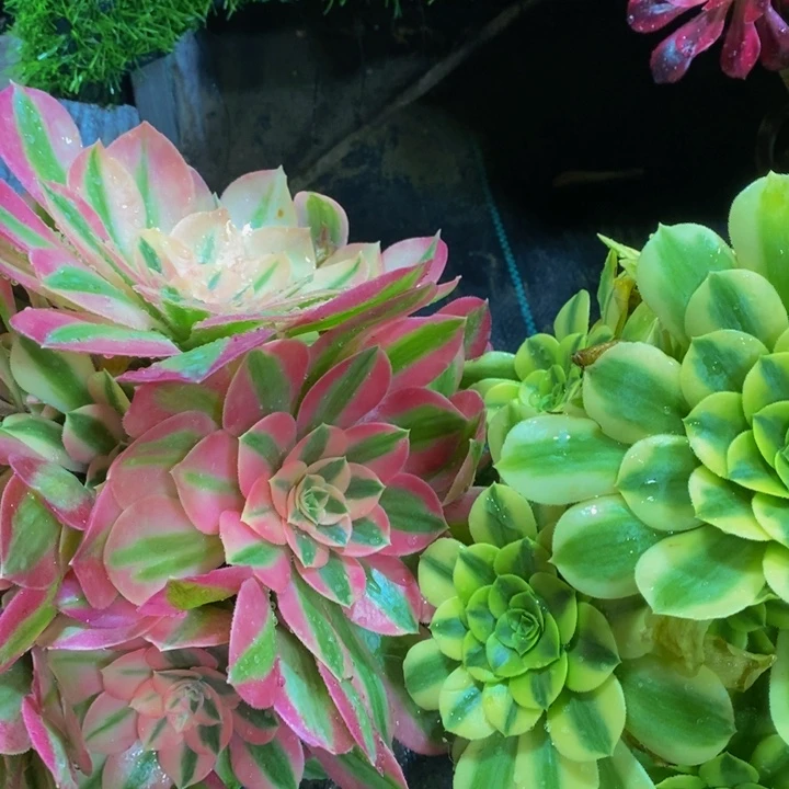 用****0粉女巫➕金丝翡翠一组