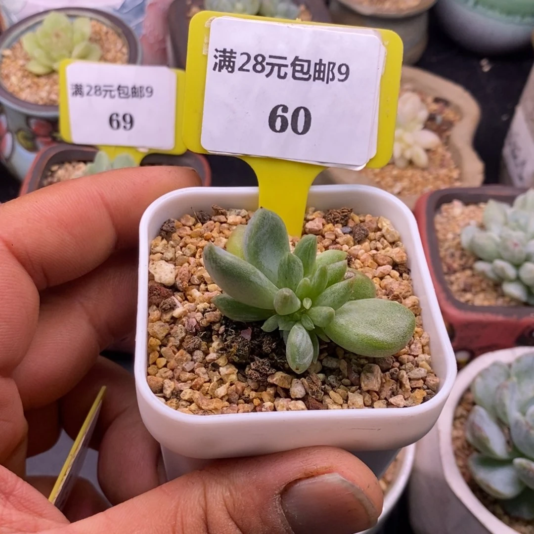 960白恋变异石化拉丝