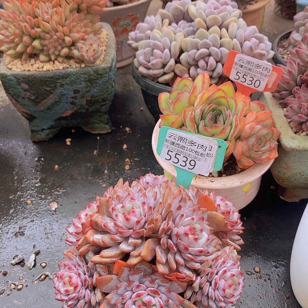 5539星星橙多肉植物