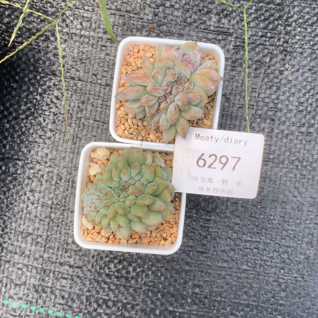 星***九6297两颗缀带盆包邮
