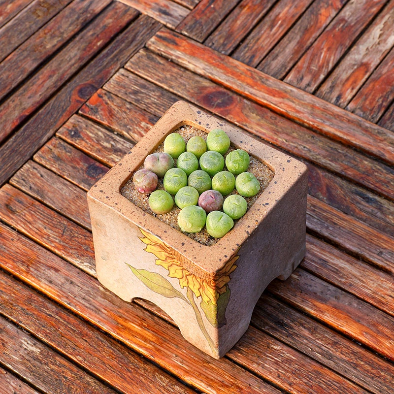 多肉植物 翠星 翠光玉肉锥花番杏阳台趣味迷你新手多肉植物盆栽