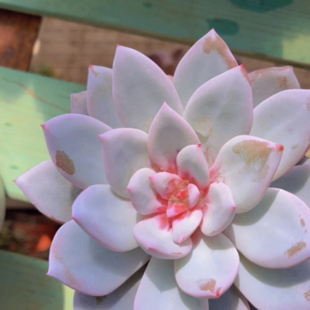 【闪购商品】嫦娥19102