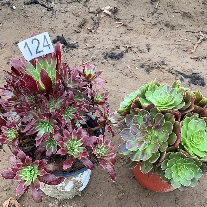 无花朵124孔雀➕花月夜多肉植物