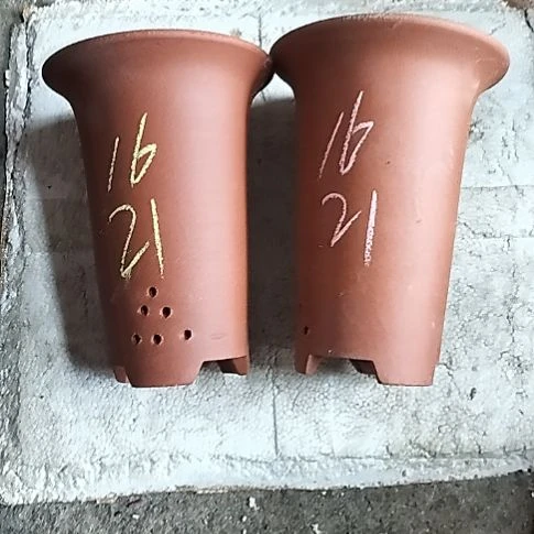 小红兰花两个微瑕