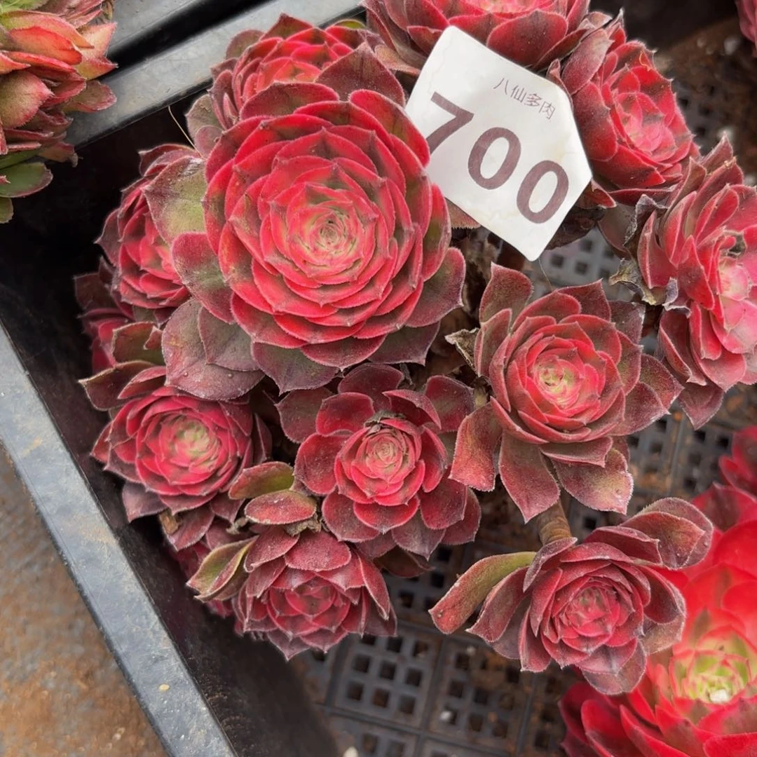 苹*虫700多肉植物lizhi