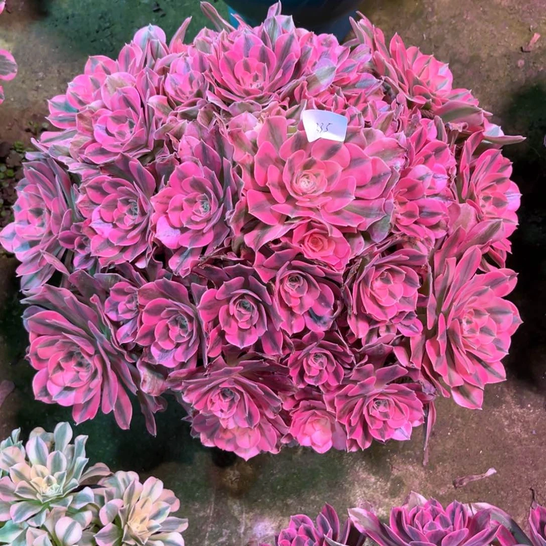 多肉植物女巫335