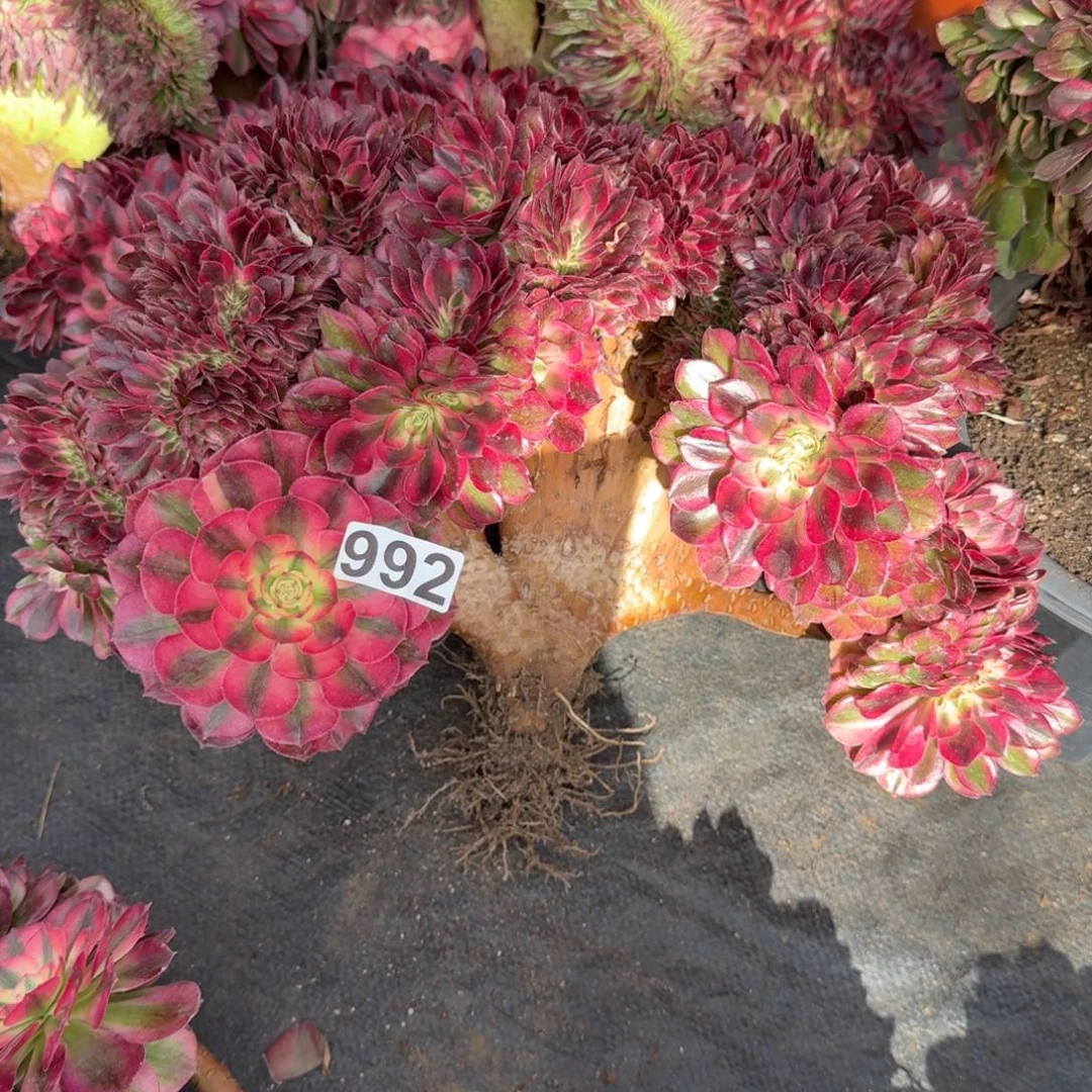 992多肉植物倾城缀