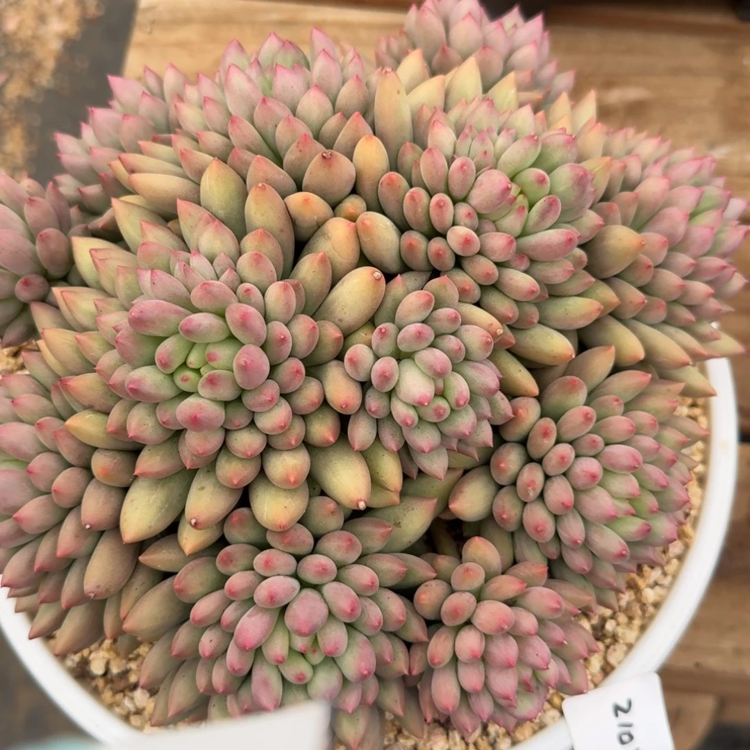 2013岩字凡艺多肉