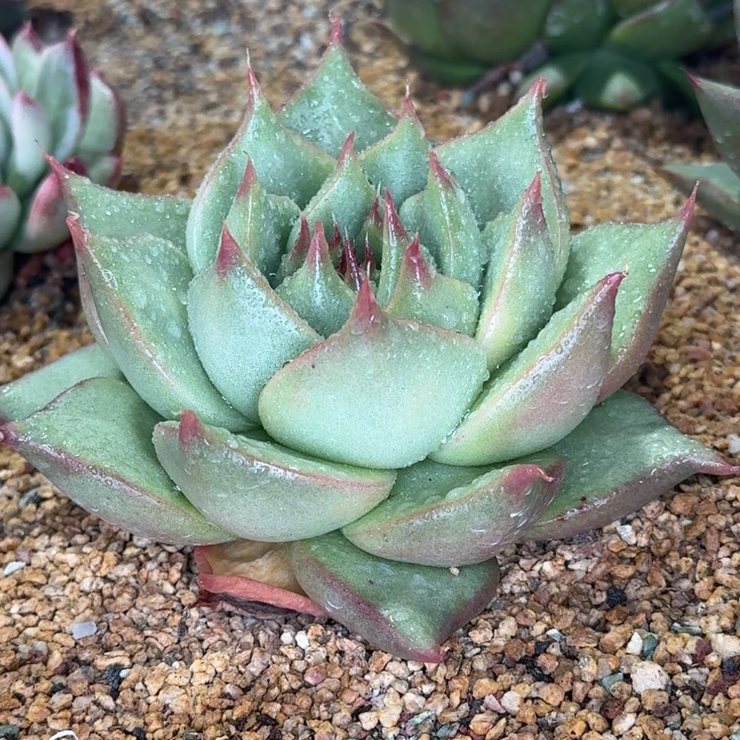 从前慢多肉精选编号1010.161