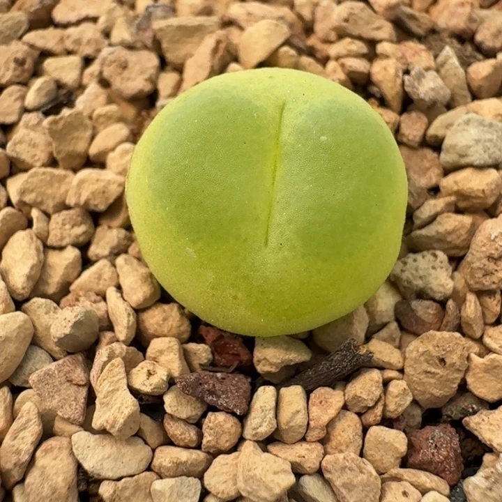 157拉登脱土发货尺寸1.3