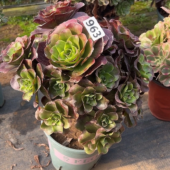 不周正魅金玫瑰963号