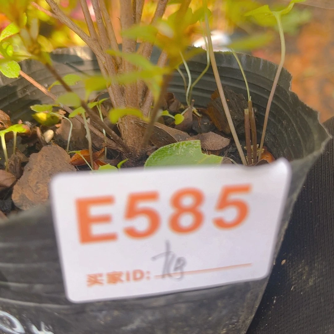 旭****烂直播时间一直一直