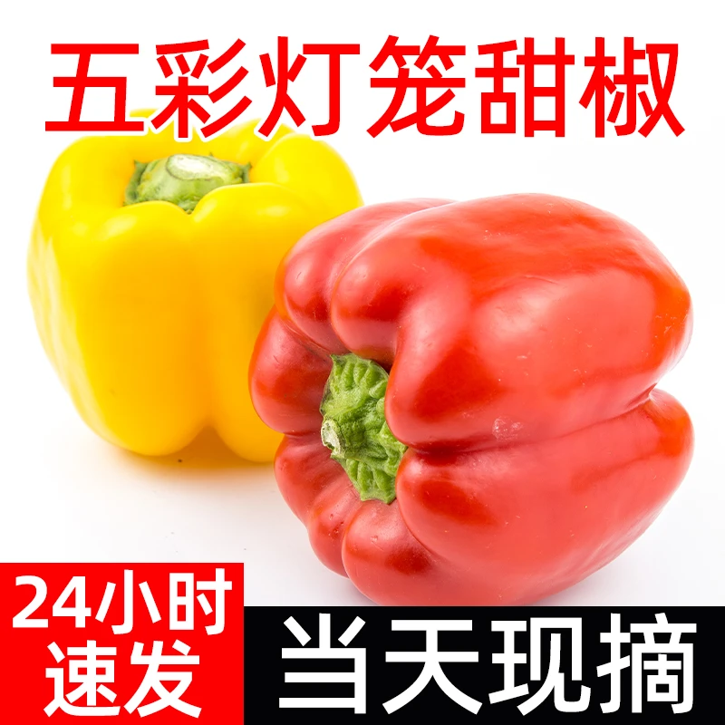 【顺丰冷链】直接生吃水果五彩椒现摘现发应季新鲜蔬菜水果生吃不辣