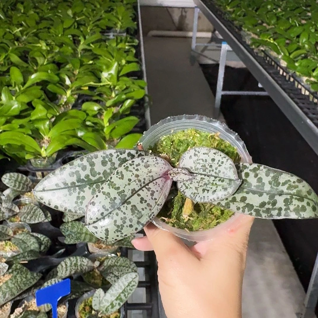 完全开放秋*蝴蝶兰