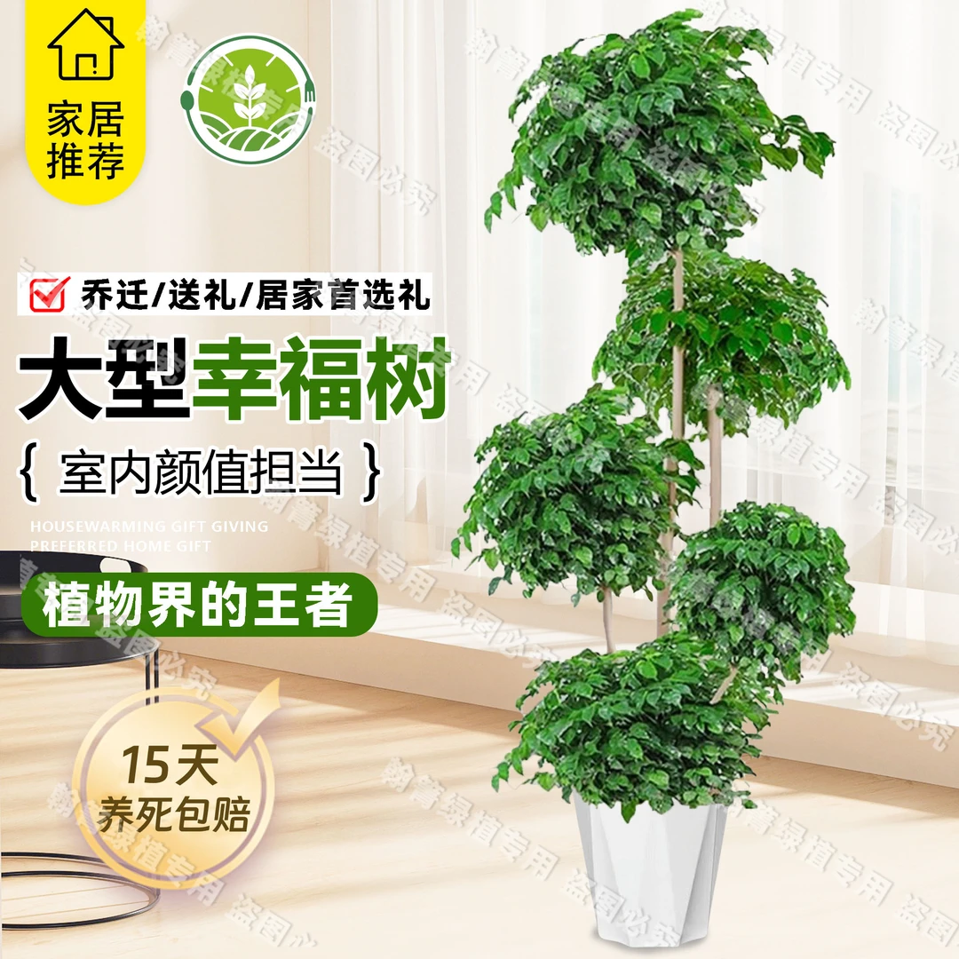 五层幸福树绿植大型盆栽老桩室内客厅四季常绿植物