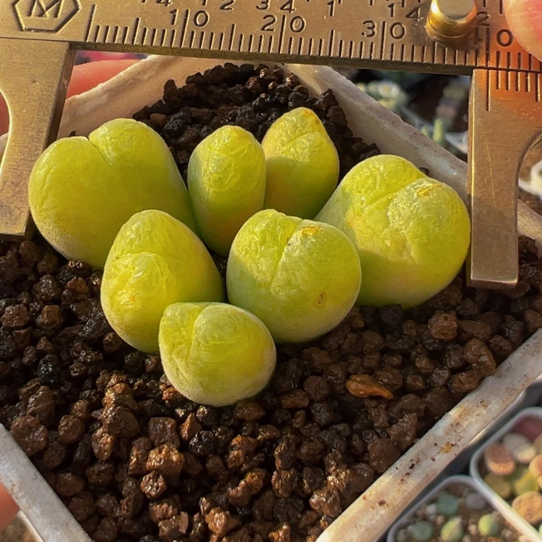 粉体枣玲玉群多肉植物