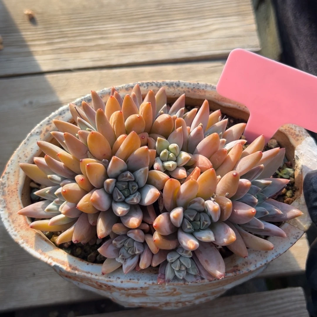 美人杂1111111111111