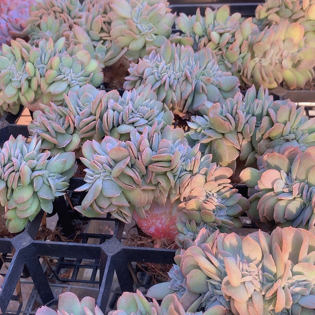 白凤缀化456788999990000