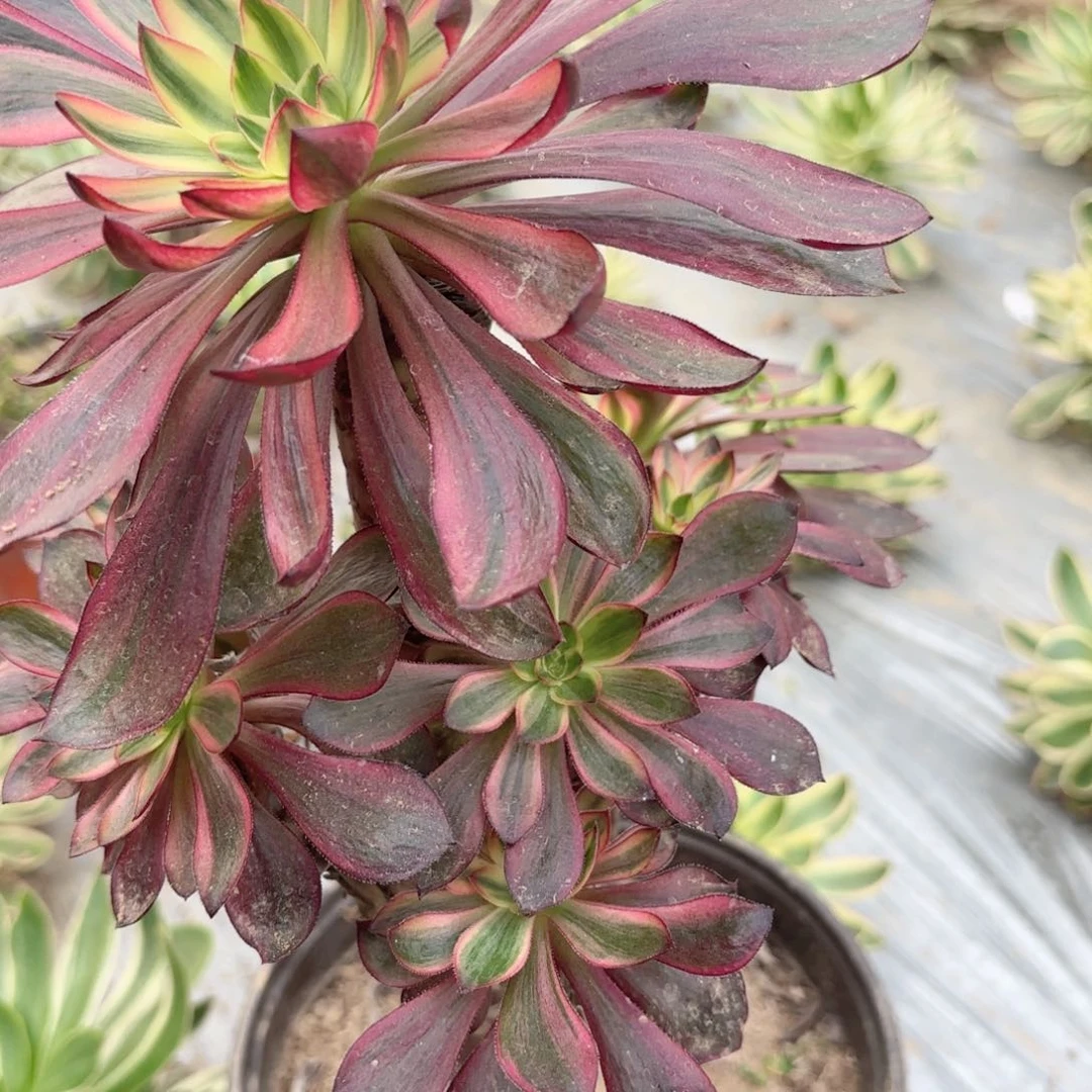 W 9073拉丝锦多肉