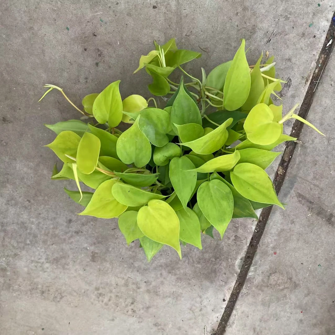 柠檬汁八宝室内好养观叶吸甲醛净化空气小众品种网红绿植垂钓稀有