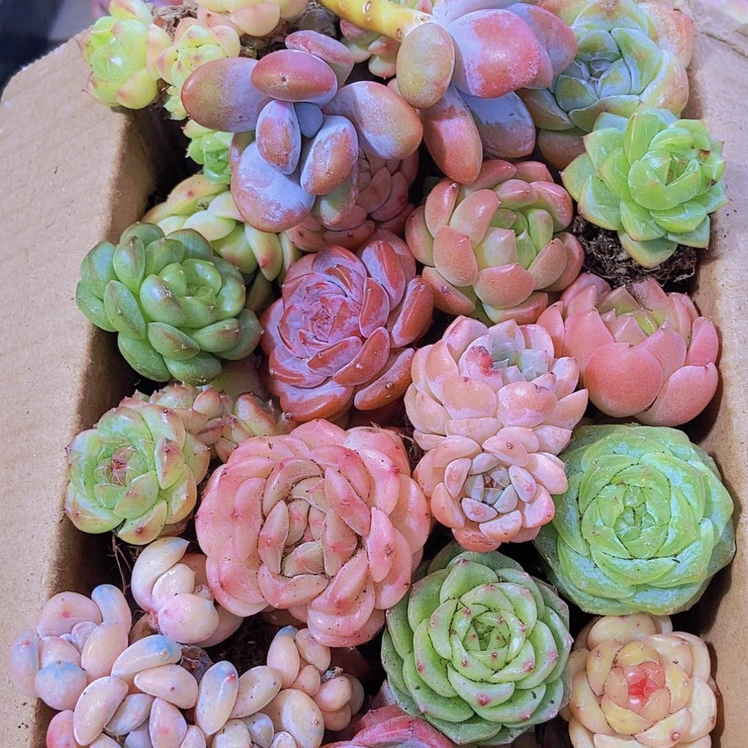 000001量拍保底20颗，小
