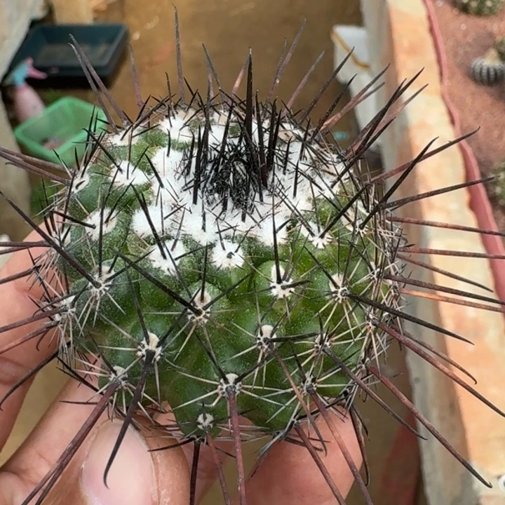 黑云龙无根66666666