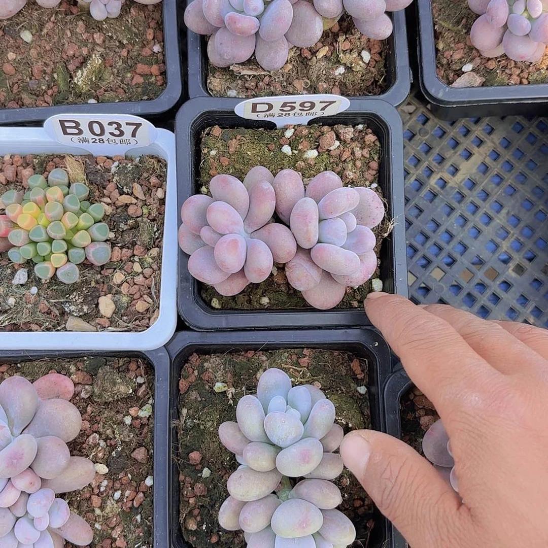 D597大叶奶一物一拍