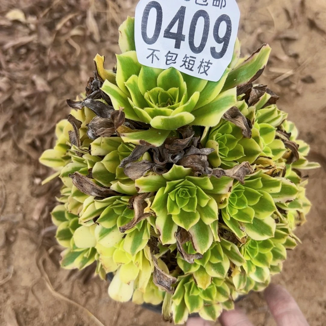 金丝翡翠多肉植物法师0409
