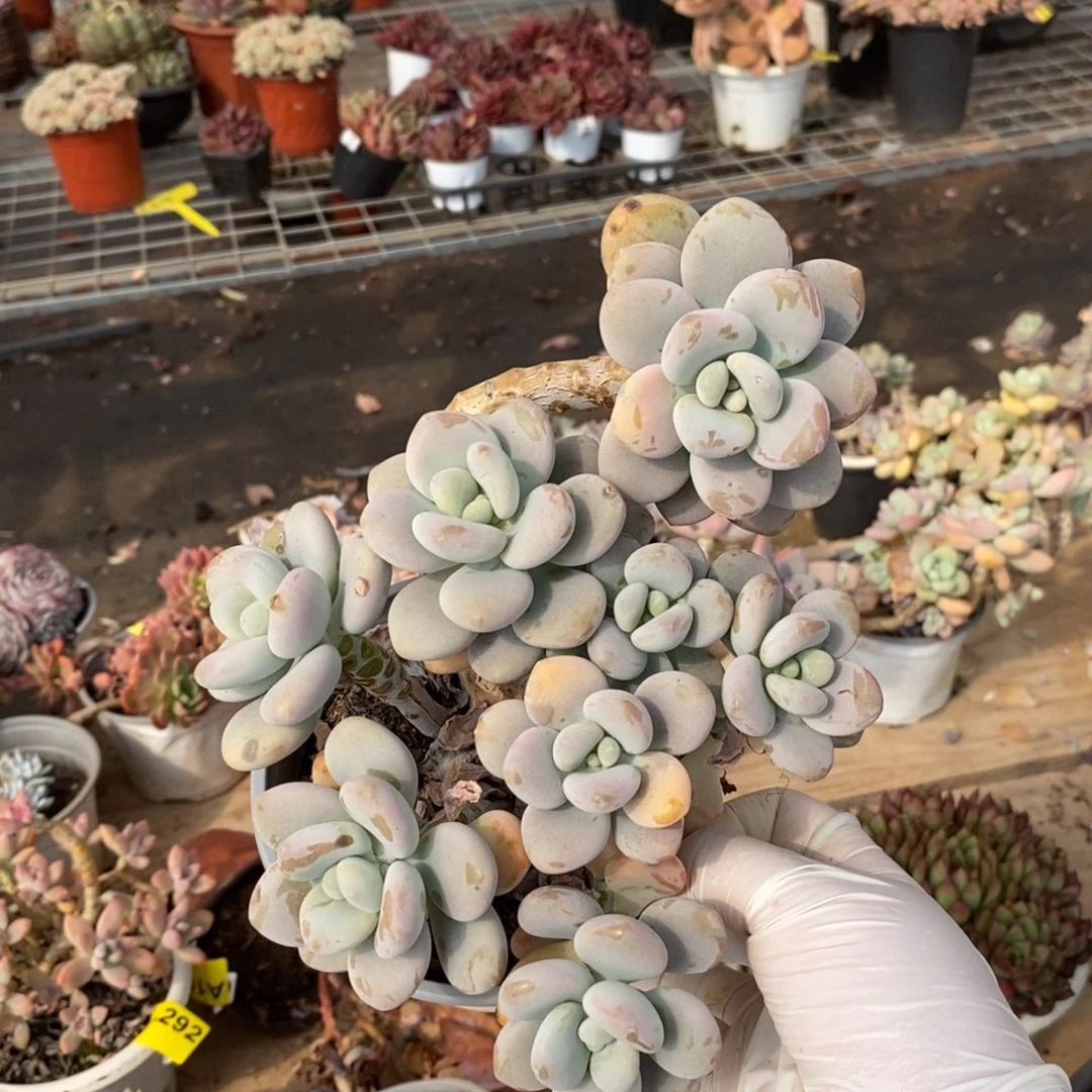 594洛神老桩一物一拍