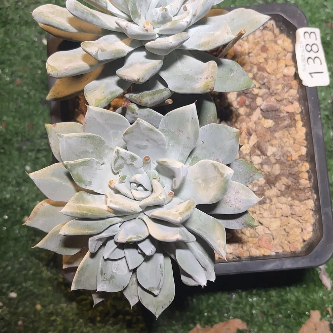 苹果叶杂多肉植物福利1383