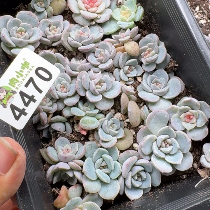 泡***x多肉植物多肉植物