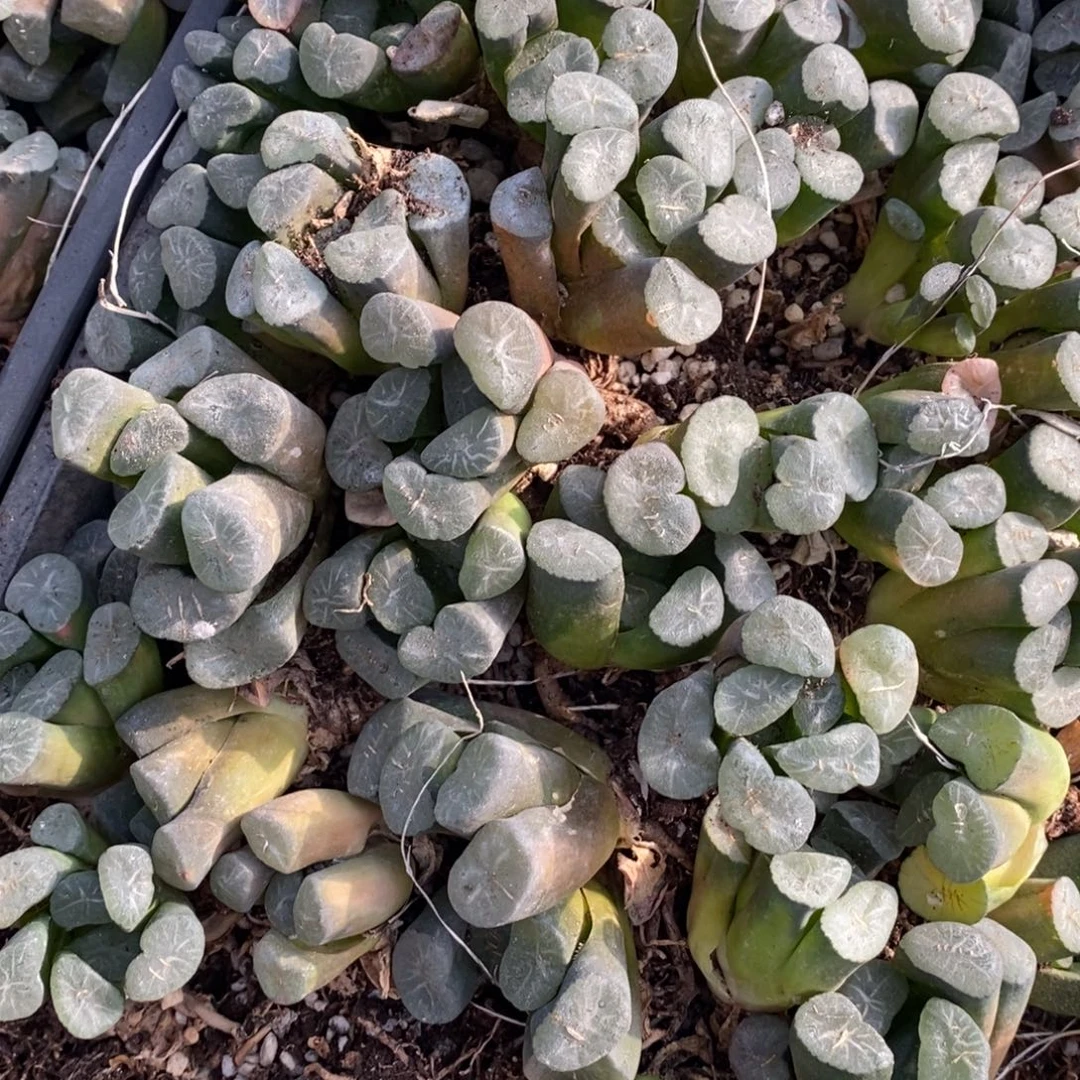 2615 一颗实生超大万象