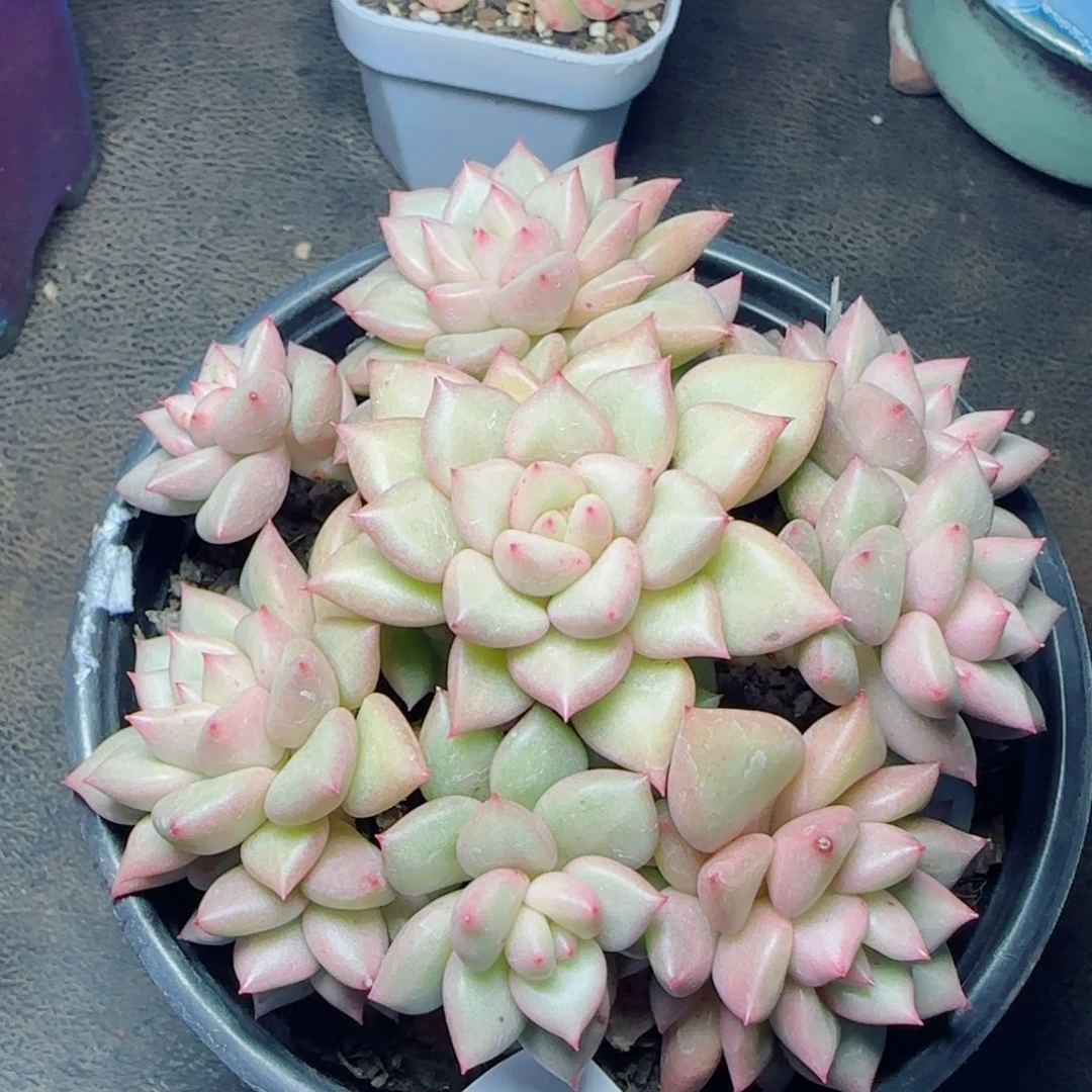 黄金象牙，4060多肉植物