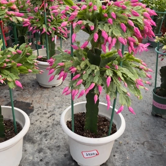 Z***8两层荷花妹妹8988