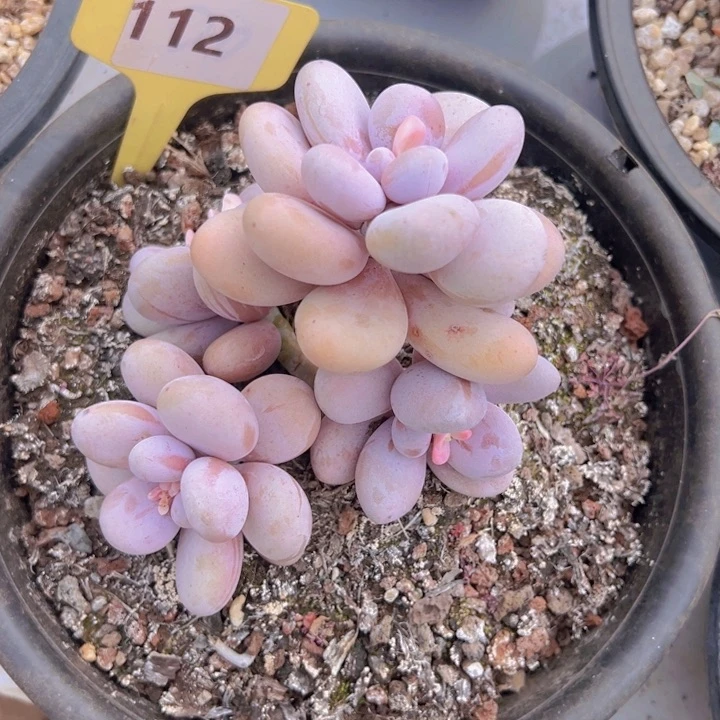 健健康康平平安安多肉