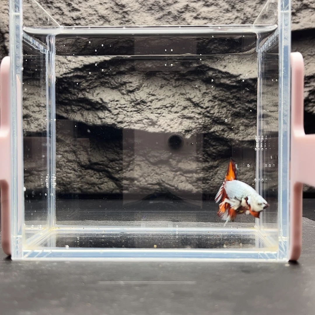 海水鱼宙斯斗鱼竞拍12-14