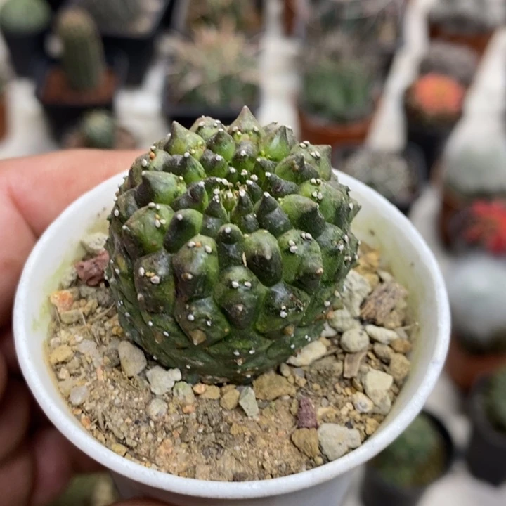 裸额龟甲特价福利