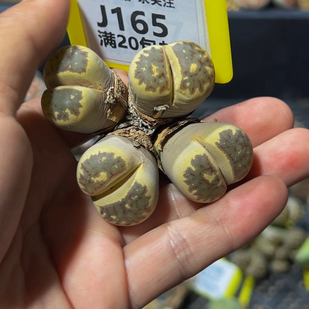 165 生石化大群生大群生