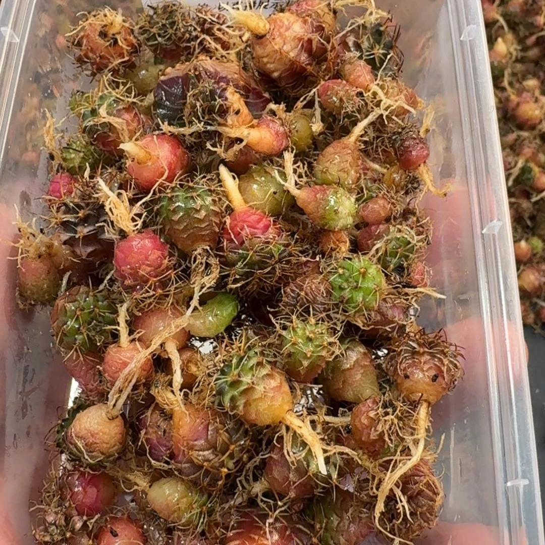 米哈实生自然锦练手球120颗左右115