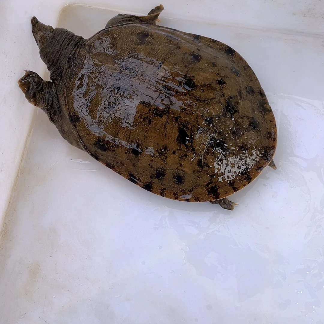 中国大陆12345678