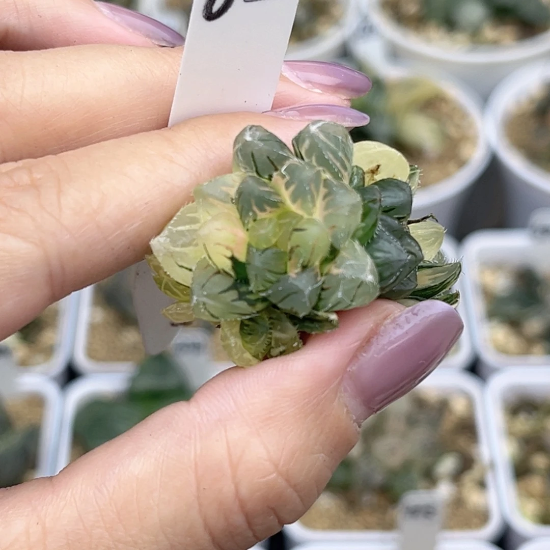 65冰灯毛玉露锦群生福利专场