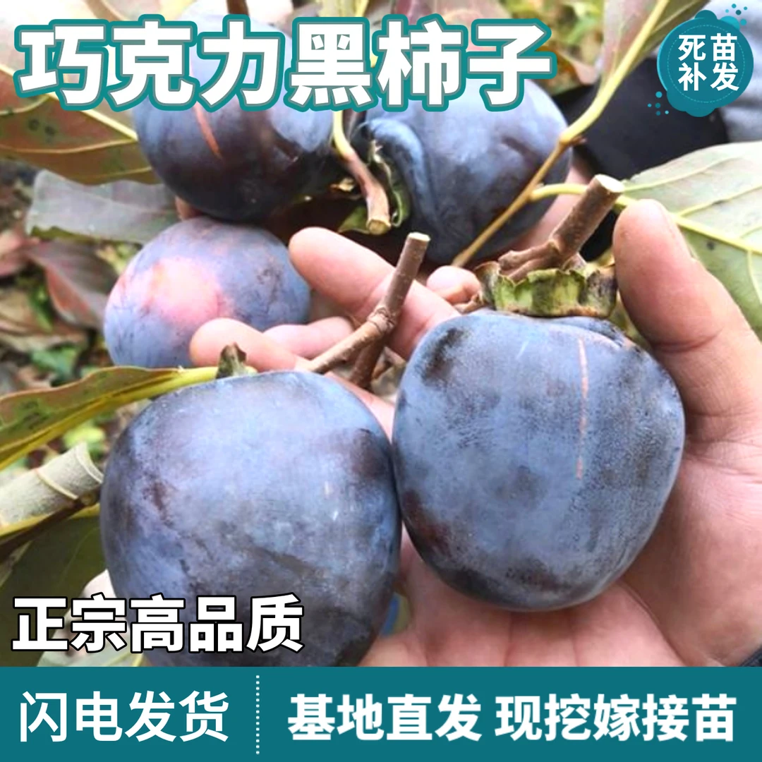 巧克力黑柿子树苗南北方庭院地栽盆栽特大果嫁接无核脆甜当年结果