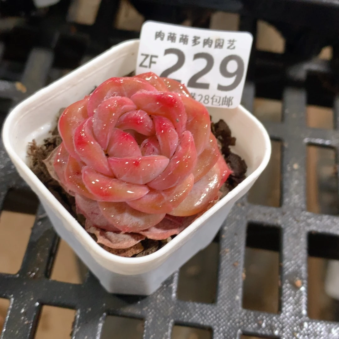 肉萌萌拇指盆精控多肉ZF229