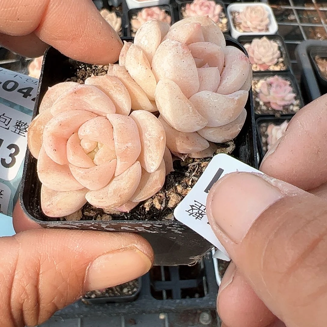 小卡拉米糖心一物一拍10-41