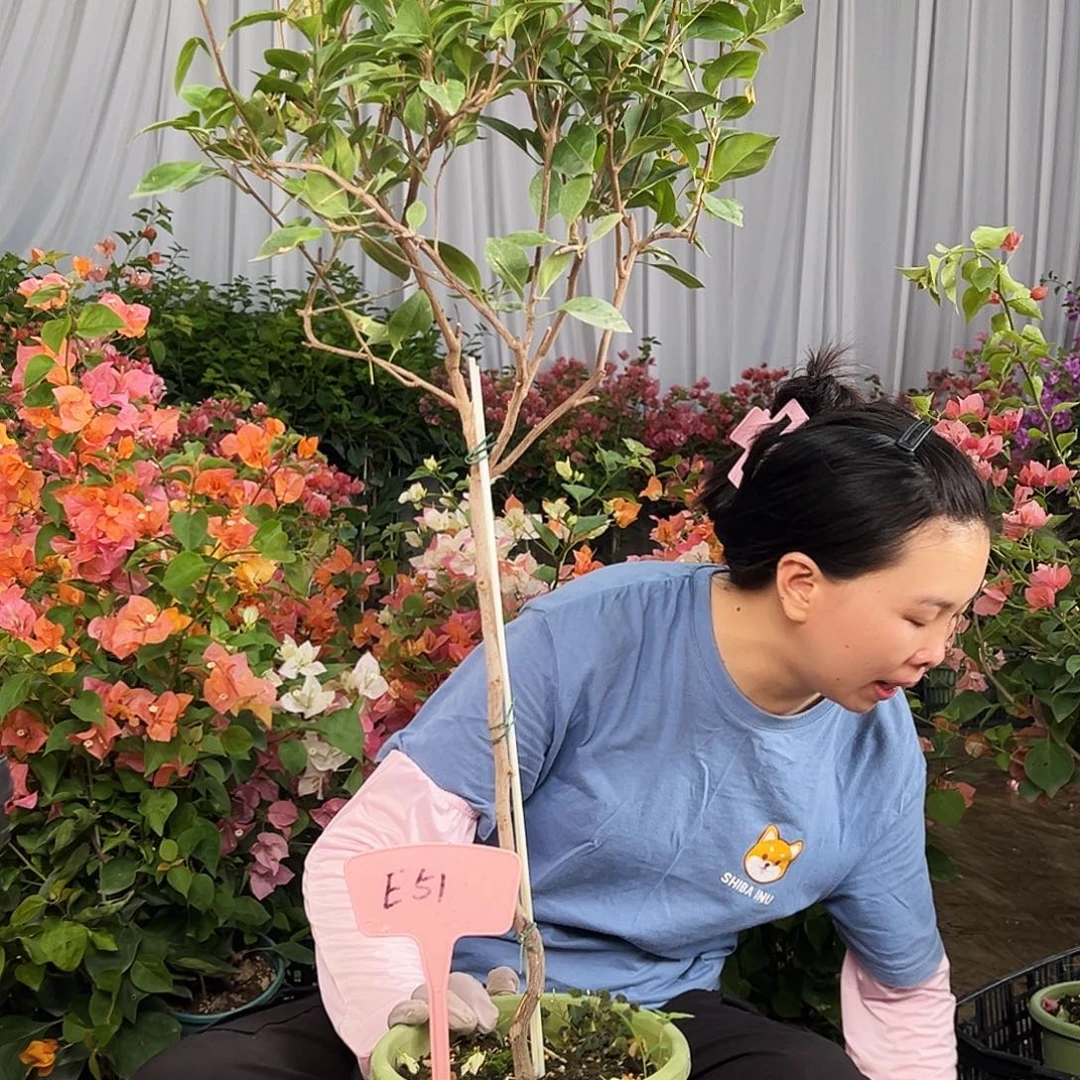 乐***8大部分花苞少量开放E51金发
