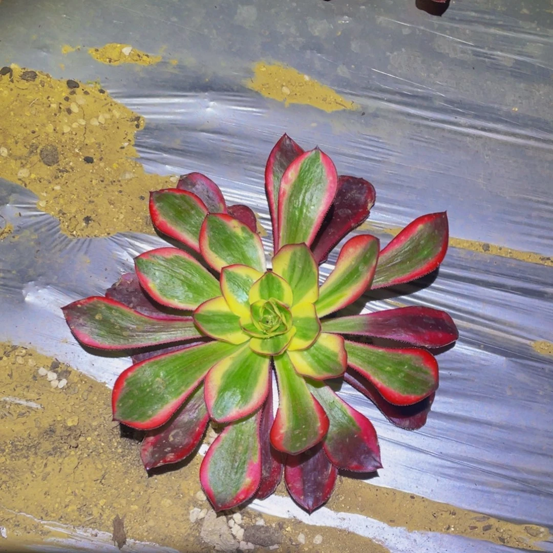 911无毒白锦多肉植物