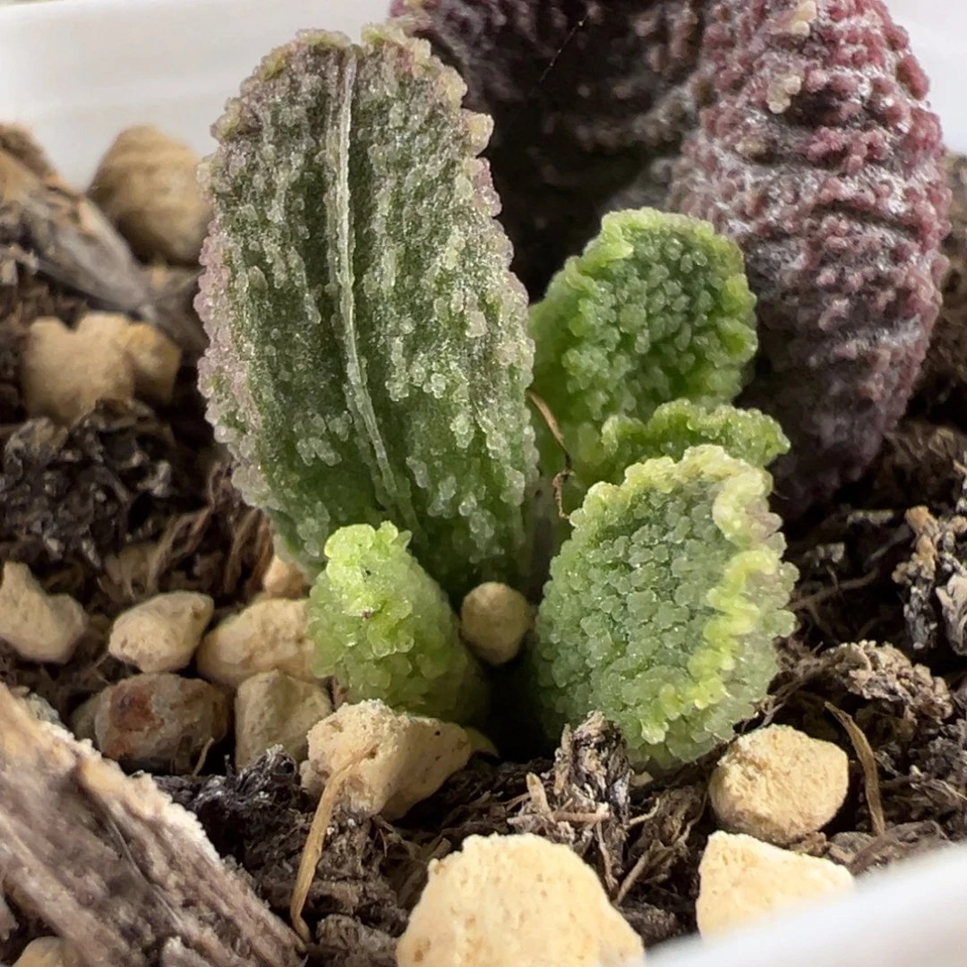 实生新品多肉植物水泡