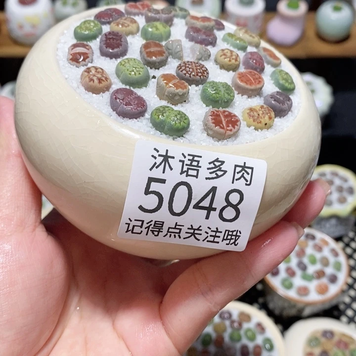带盆土植物 一物一拍5048